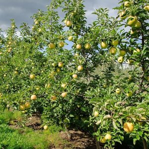 Jabloň domáca (Malus domestica) ´GOLDEN DELICIOUS´  - výška 250-300 cm, obvod kmeňa 14/16 cm, kont. C70L